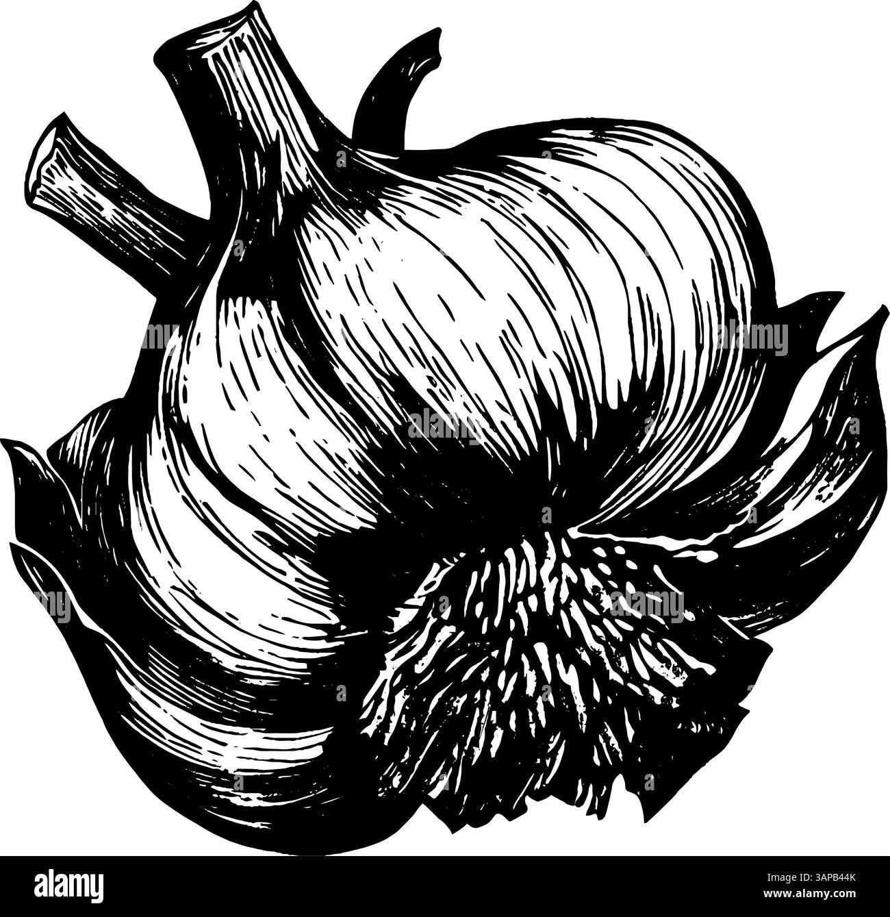 Un'illustrazione scolpita in legno mostra una rana energicamente in bicicletta Illustrazione Vettoriale