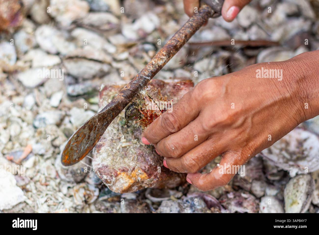I pescatori locali di Iloilo, Filippine, estraggono a mano la carne commestibile dalle conchiglie di capesante, preparando il pescato fresco per la vendita nei mercati vicini Foto Stock