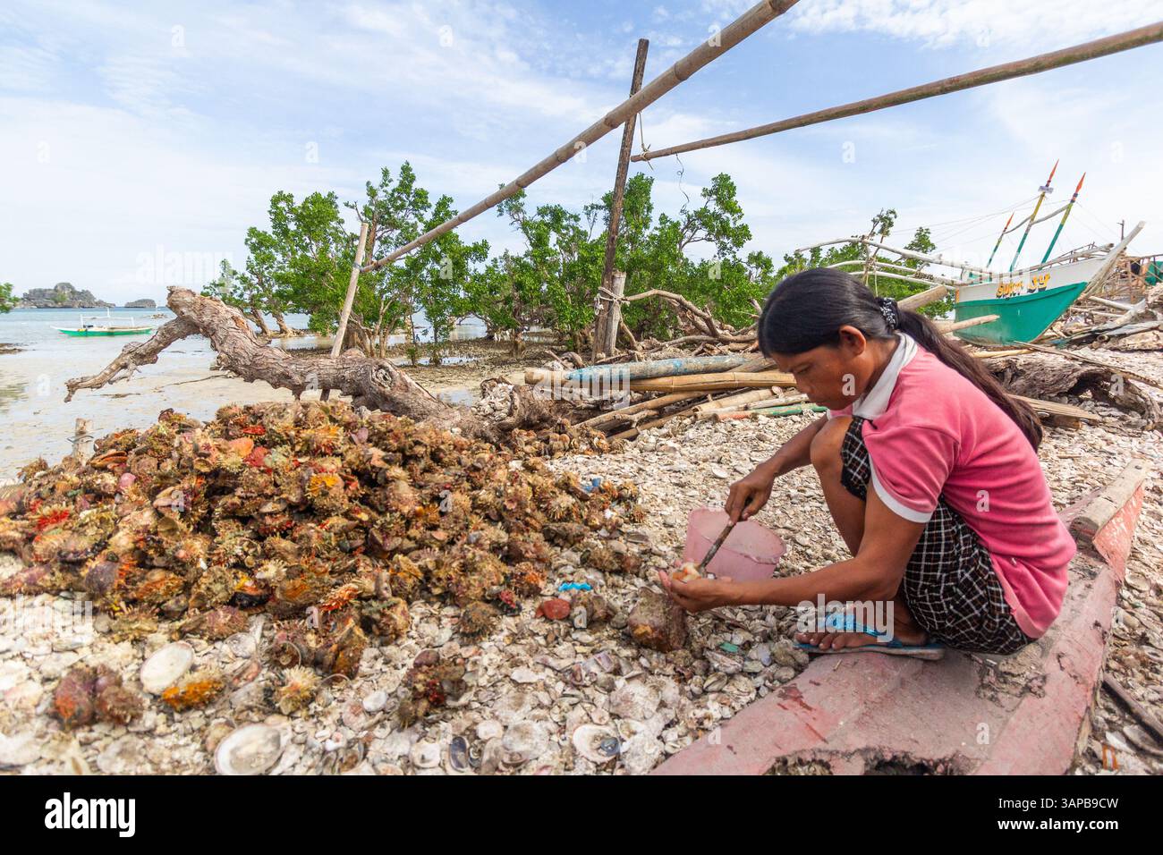 I pescatori locali di Iloilo, Filippine, estraggono a mano la carne commestibile dalle conchiglie di capesante, preparando il pescato fresco per la vendita nei mercati vicini Foto Stock