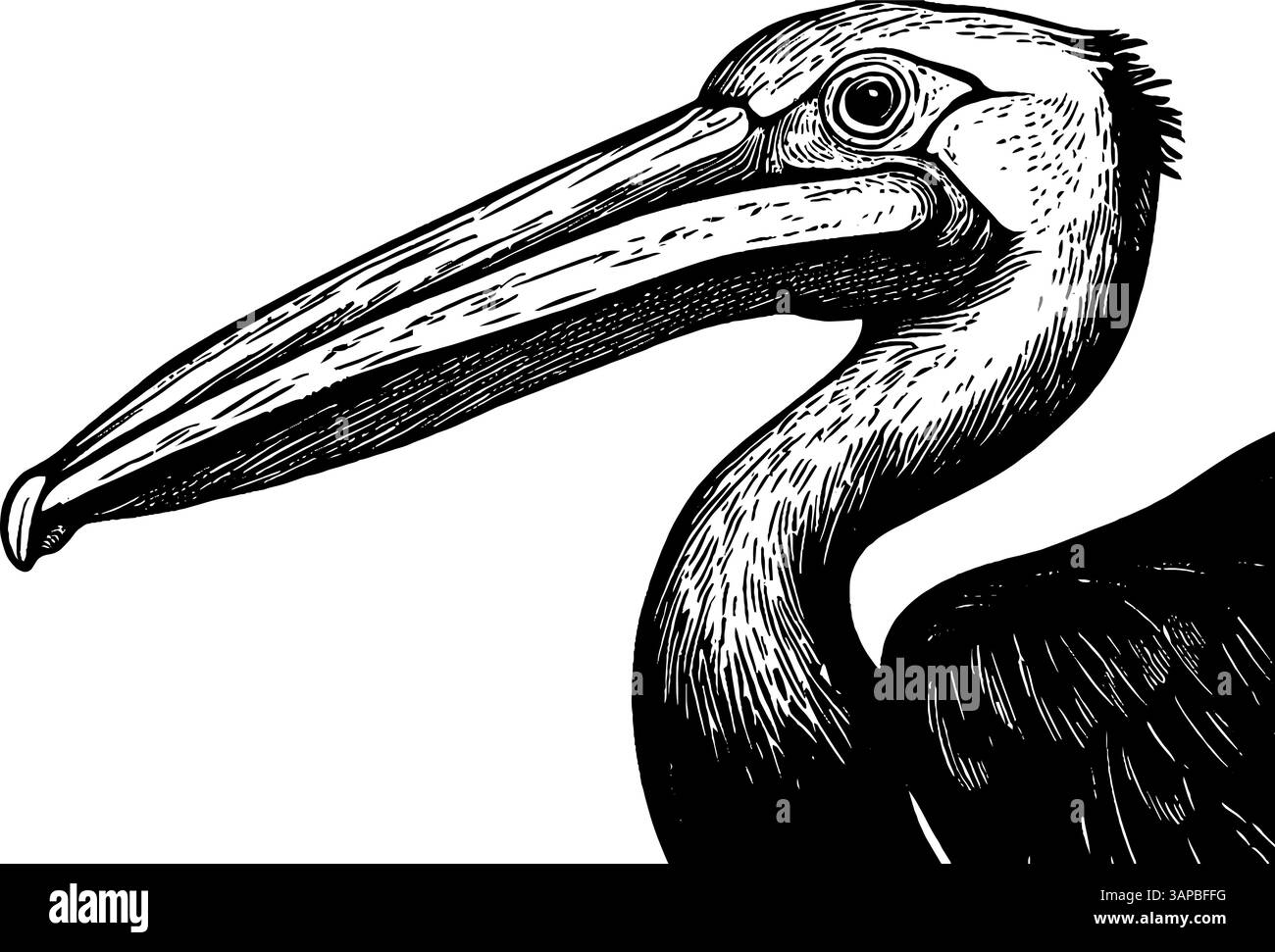 Una dettagliata illustrazione vintage realizzata in legno cattura un pavone che mostra elegantemente le sue vivaci piume Illustrazione Vettoriale