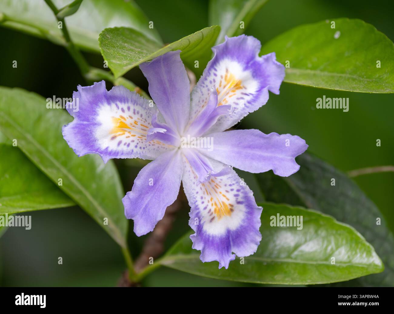 Fiore di Iris japonica, circondato da foglie verdi Foto Stock