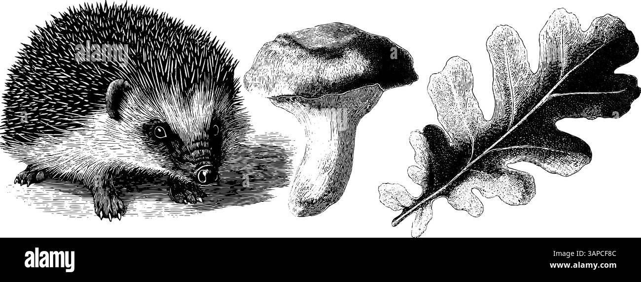 Collezione d'incisione vintage di attrezzi agricoli e balle di fieno per un design rustico. Illustrazione Vettoriale