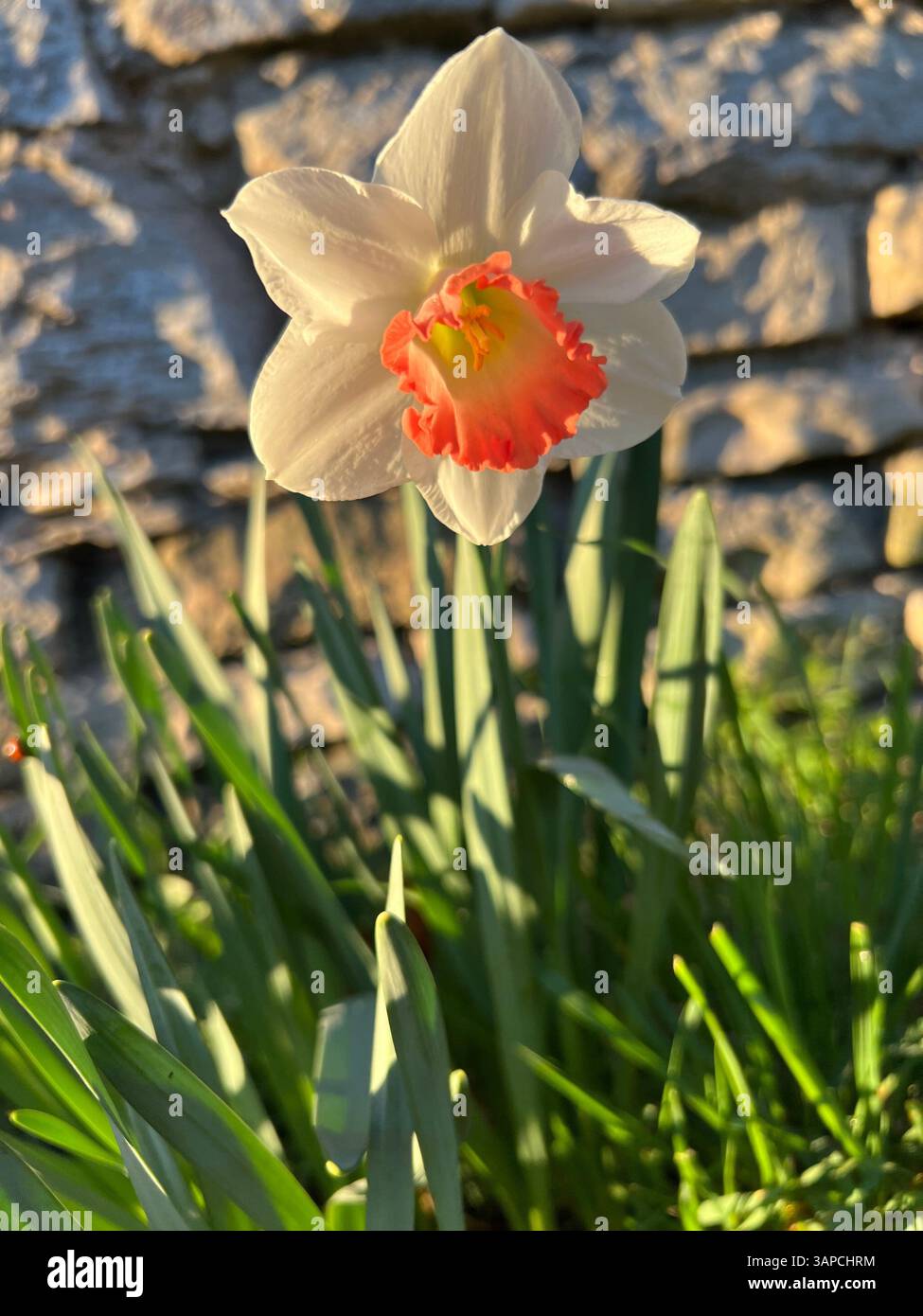 Daffodil singolo, Harbinger di Spring Foto Stock