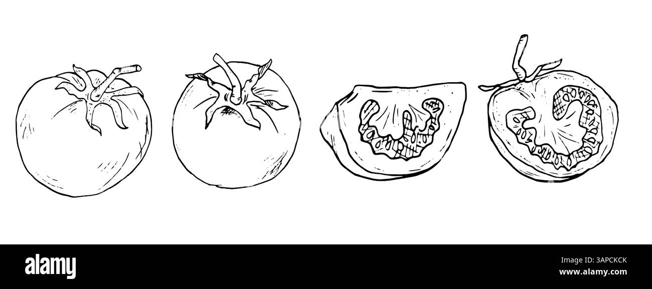 Pomodoro, metà e fette di pomodoro nello schizzo. Una serie di illustrazioni vettoriali in bianco e nero. Pomodori ciliegini maturi su sfondo bianco. Fresco biologico Illustrazione Vettoriale