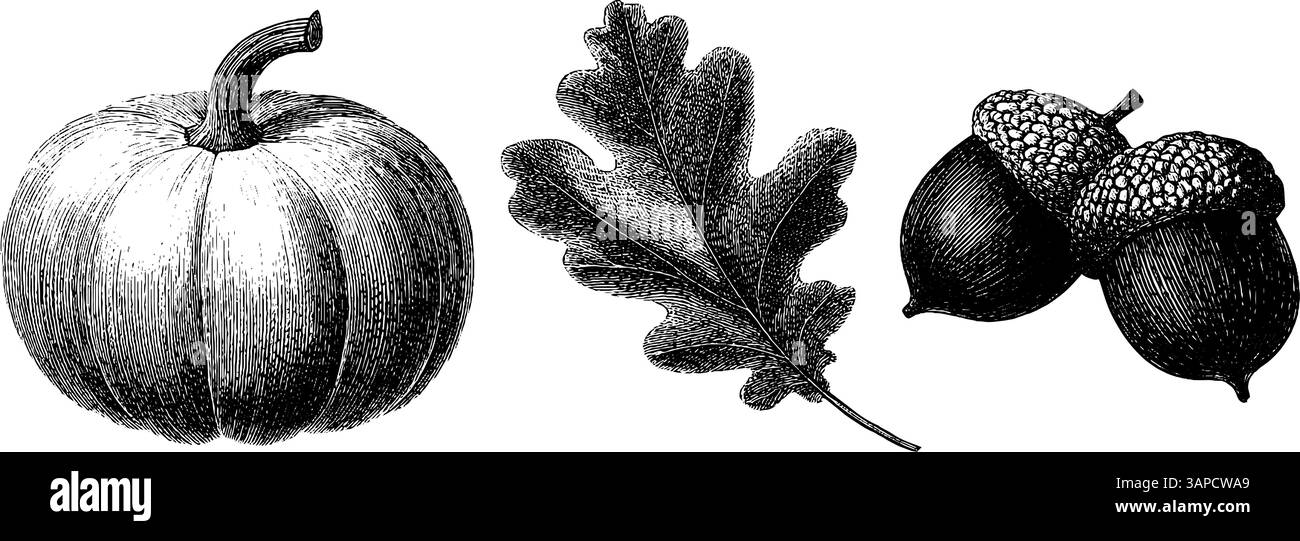 Intricati fasci di pulsar incisi e design a rotazione per l'arte scientifica e l'istruzione. Illustrazione Vettoriale