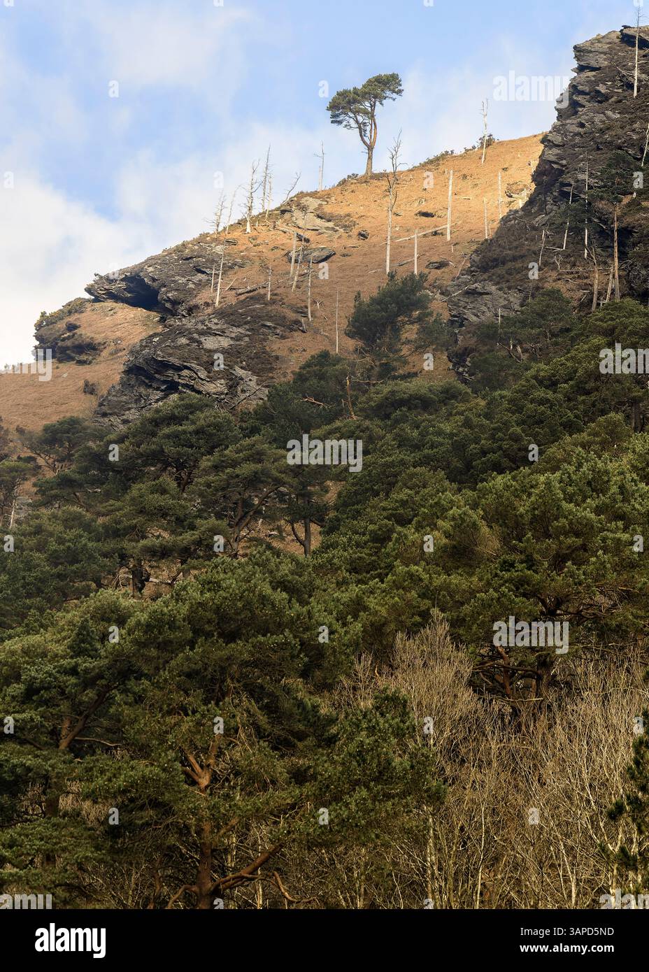 Un albero solitario si erge sulla cima della collina di montagna ben sopra la foresta. Glendalough, Wicklow, Irlanda Foto Stock