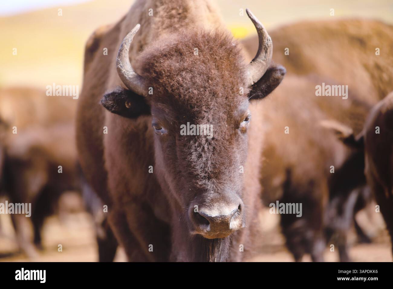Un potente primo piano di un bisonte americano che guarda direttamente nella telecamera, circondato da mandrie. Custer State Park, South Dakota America. Foto Stock Un potente primo piano di un bisonte americano che guarda direttamente nella telecamera, circondato da mandrie. Custer State Park, South Dakota America. Foto Stock
