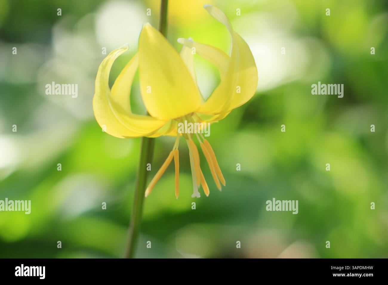 Erythronium Pagoda, un'elegante perenne fioritura in un giardino boschivo ombreggiato in primavera nel Regno Unito. Dente di cane viola "Pagoda" Foto Stock