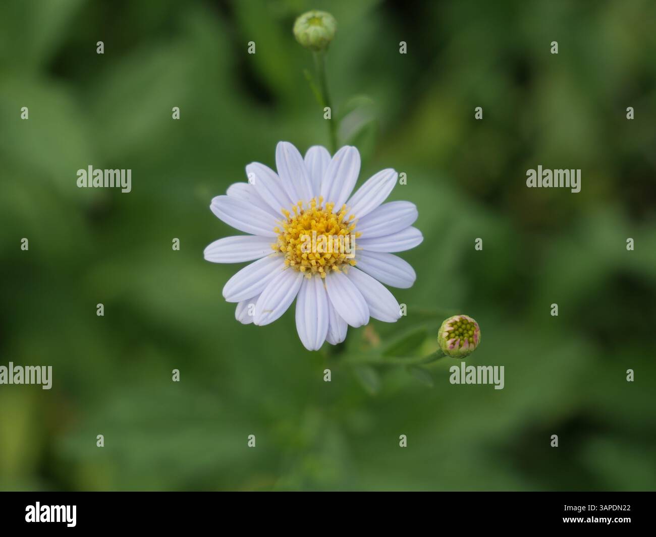 Bellissimi fiori a margherita di colore bianco piante vicino al giardino naturale fiori a margherita giorno di sole Foto Stock