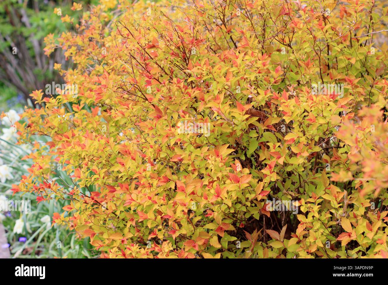 Il tappeto magico Spiraea japonica mostra un caratteristico e vibrante fogliame in un giardino primaverile. REGNO UNITO Foto Stock