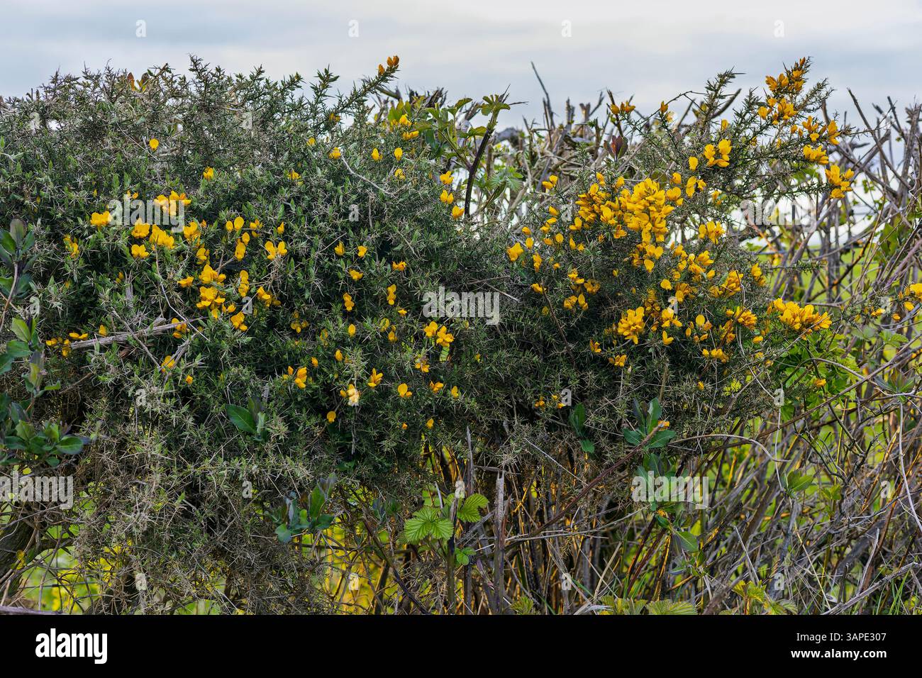 Abbondanti fiori di Gorse gialli luminosi in un terreno agricolo ben tagliato (Ulex europaeus) lungo Country Lane in primavera Foto Stock