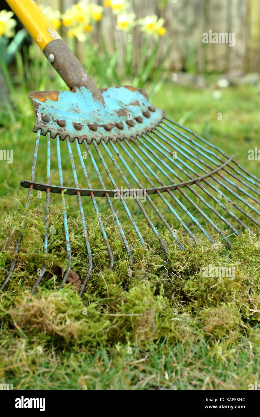 Rastrello Scarificatore ZenXstore Per Prato - Rimuove Muschio Ed Erbacce - Denti In Plastica, Larghezza 42 Cm - Colore Blu - 2
