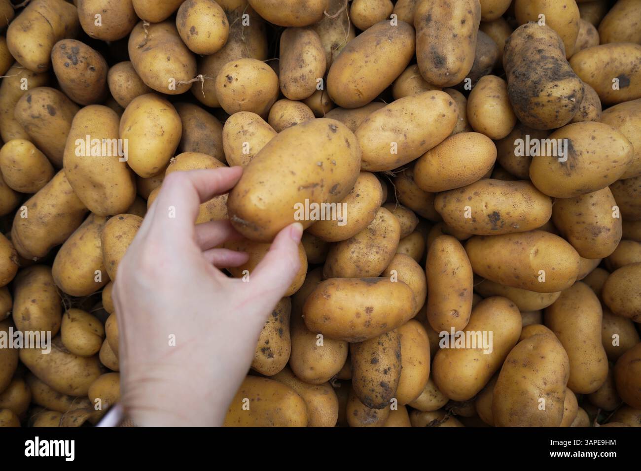 Una mano seleziona una patata da una grande pila di patate fresche non sbucciate con segni visibili del terreno, che mostrano un'abbondanza di prodotti. Foto Stock