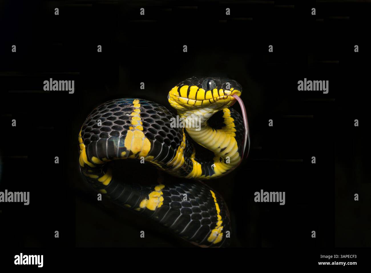 Mangrovie Cat Snake, Boiga melanota, Golden Ring Cat Snake Foto Stock