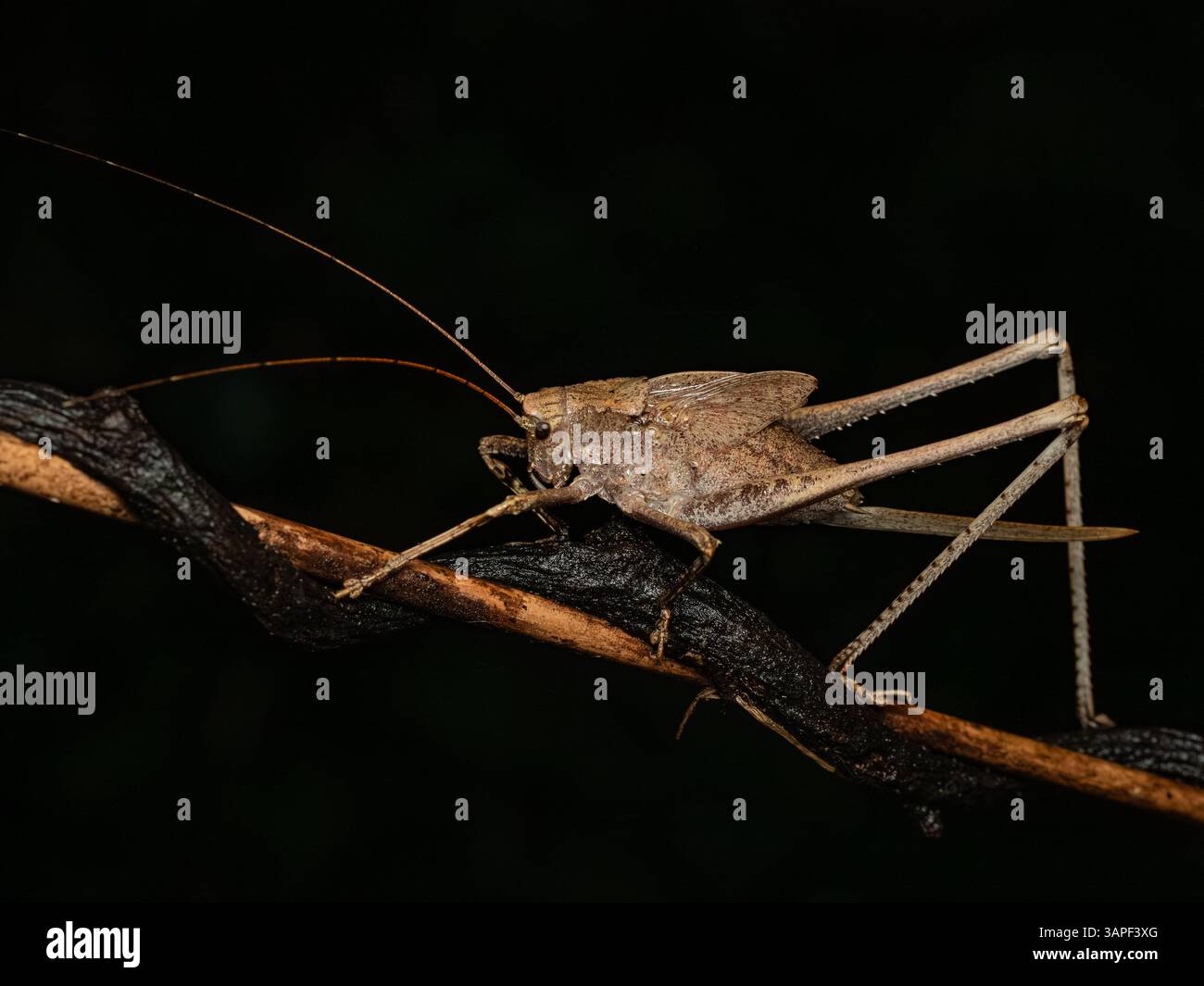 Mecopoda nipponensis è il genere tipo di grilli cespugli della sottofamiglia Mecopodinae e si trova nel sud-est asiatico, in particolare nell'isola di giava in indonesia. Foto Stock