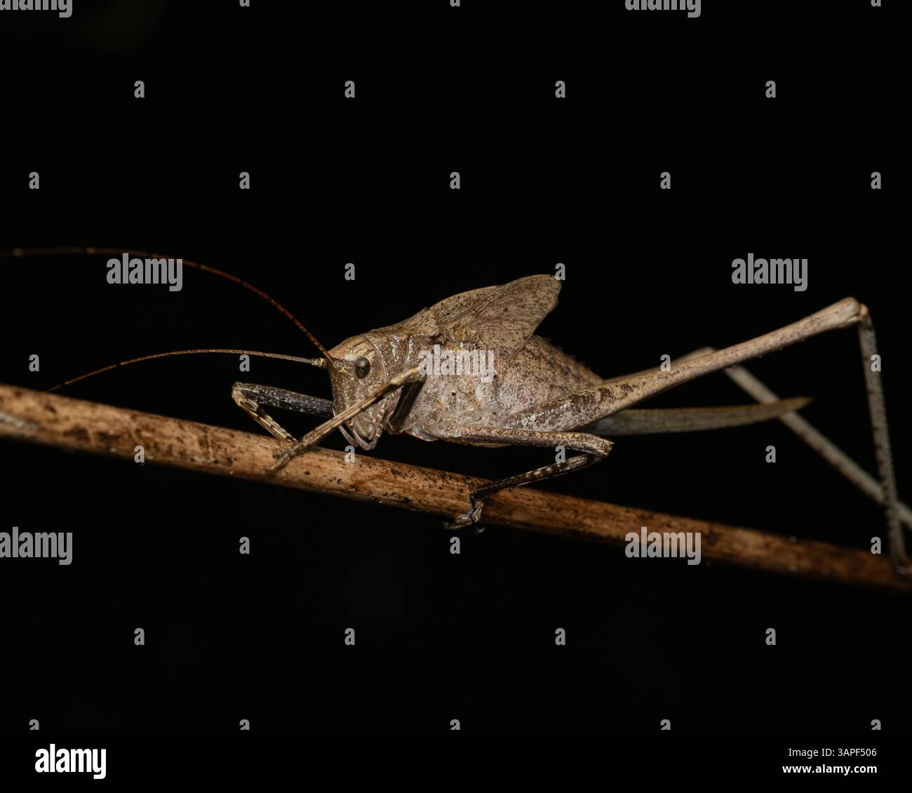 Mecopoda nipponensis è il genere tipo di grilli cespugli della sottofamiglia Mecopodinae e si trova nel sud-est asiatico, in particolare nell'isola di giava in indonesia. Foto Stock