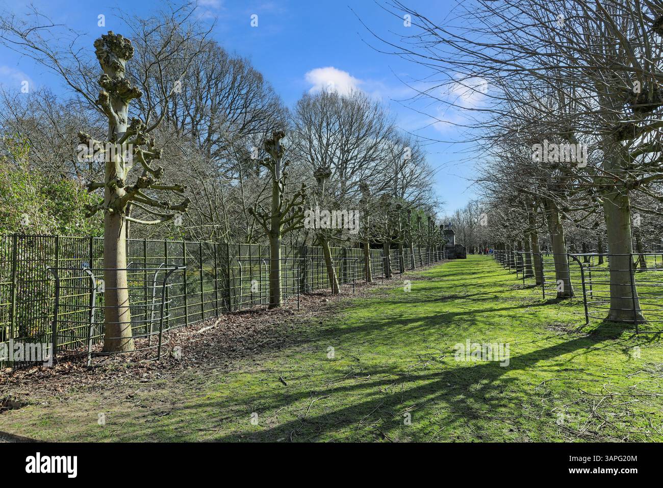 File o viale di alberi pollarded a Dunham Massey Hall, Altrincham, Greater Manchester, Cheshire, Inghilterra, REGNO UNITO Foto Stock
