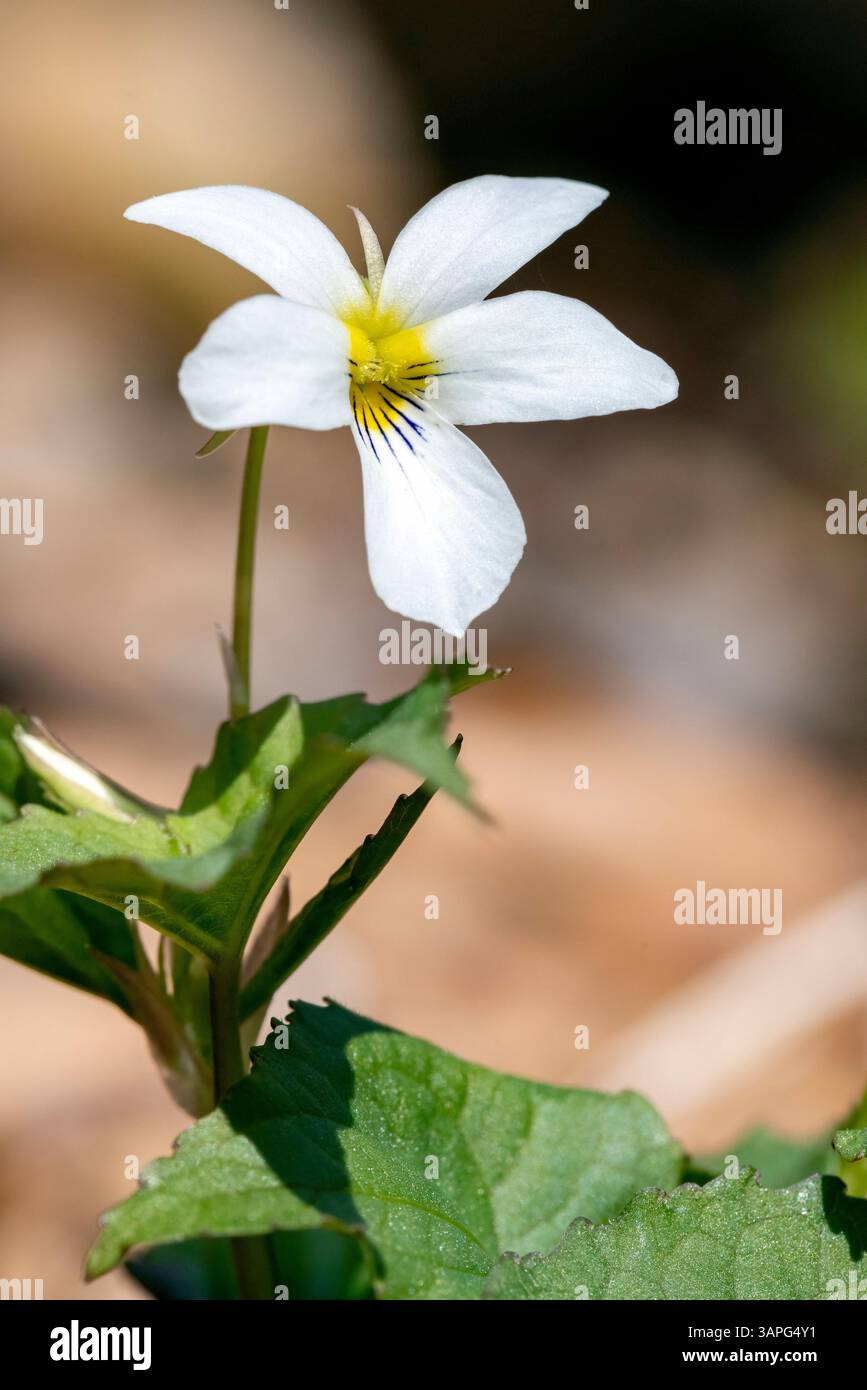 Viola bianca canadese (Viola canadensis) - Pisgah National Forest, vicino a Brevard, Carolina del Nord, Stati Uniti Foto Stock