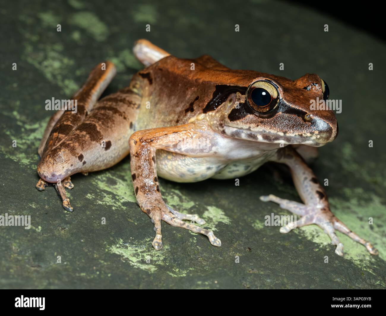 Una rana torrente di Giava (Wijayarana masonii), una specie endemica di Giava, Indonesia. Queste rane si trovano tipicamente in aree come il Monte Halimun Salak Foto Stock