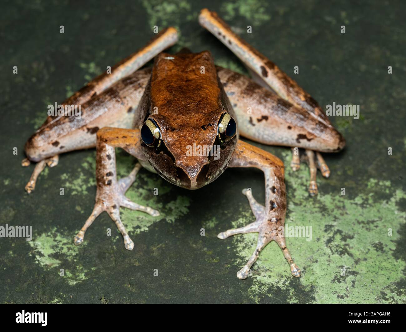 Una rana torrente di Giava (Wijayarana masonii), una specie endemica di Giava, Indonesia. Queste rane si trovano tipicamente in aree come il Monte Halimun Salak Foto Stock
