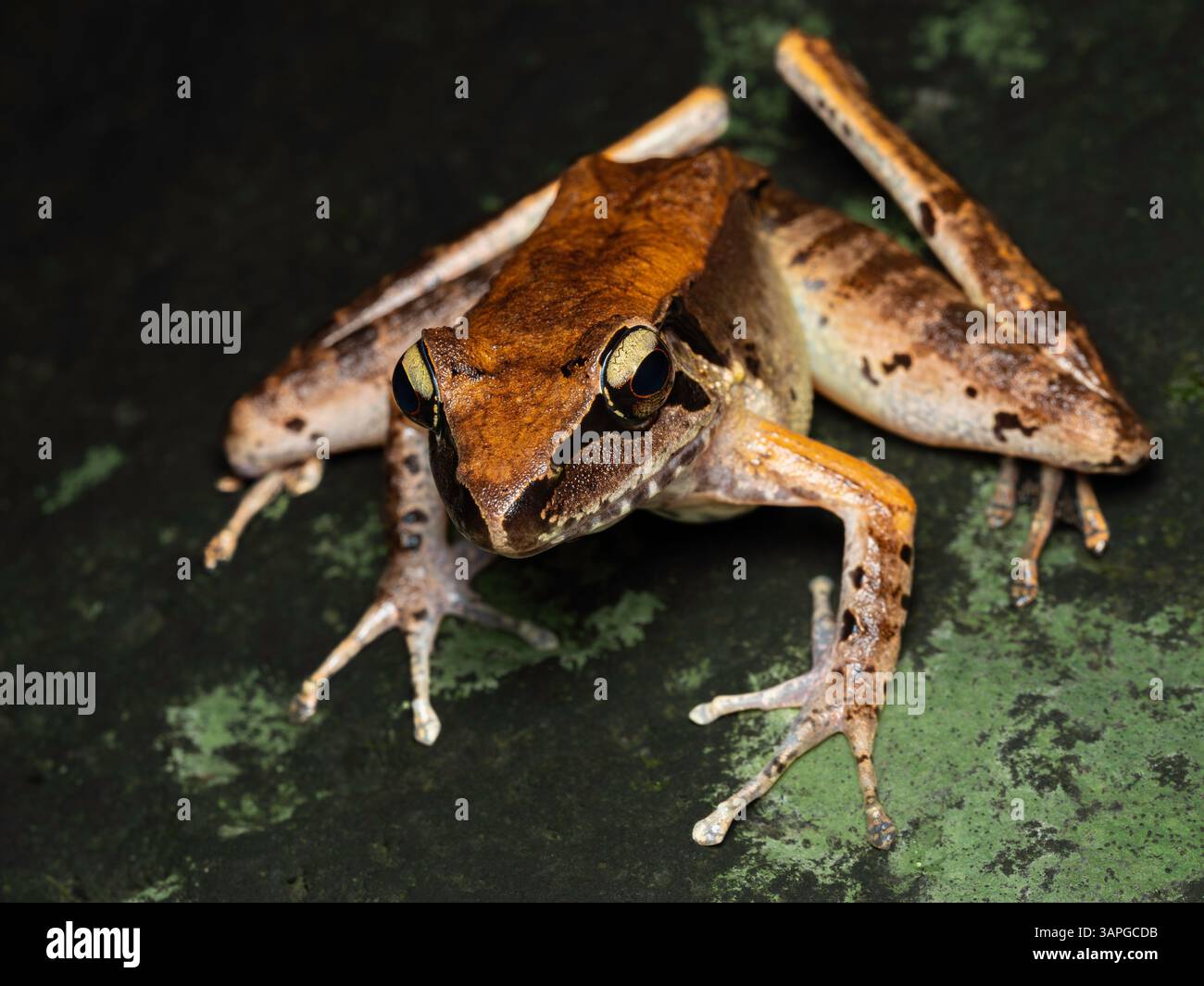 Una rana torrente di Giava (Wijayarana masonii), una specie endemica di Giava, Indonesia. Queste rane si trovano tipicamente in aree come il Monte Halimun Salak Foto Stock