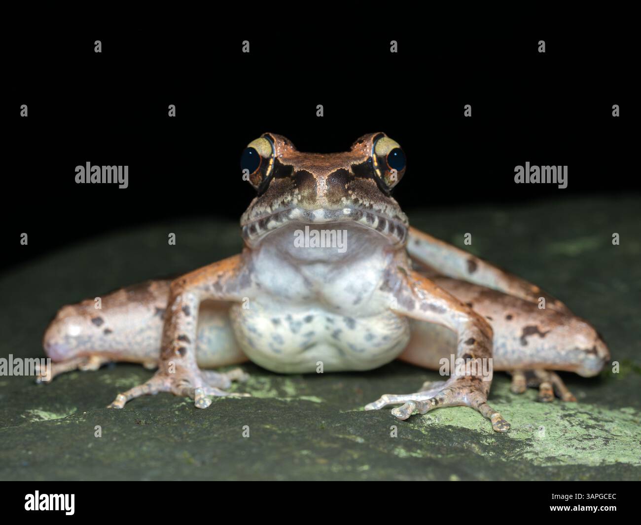 Una rana torrente di Giava (Wijayarana masonii), una specie endemica di Giava, Indonesia. Queste rane si trovano tipicamente in aree come il Monte Halimun Salak Foto Stock