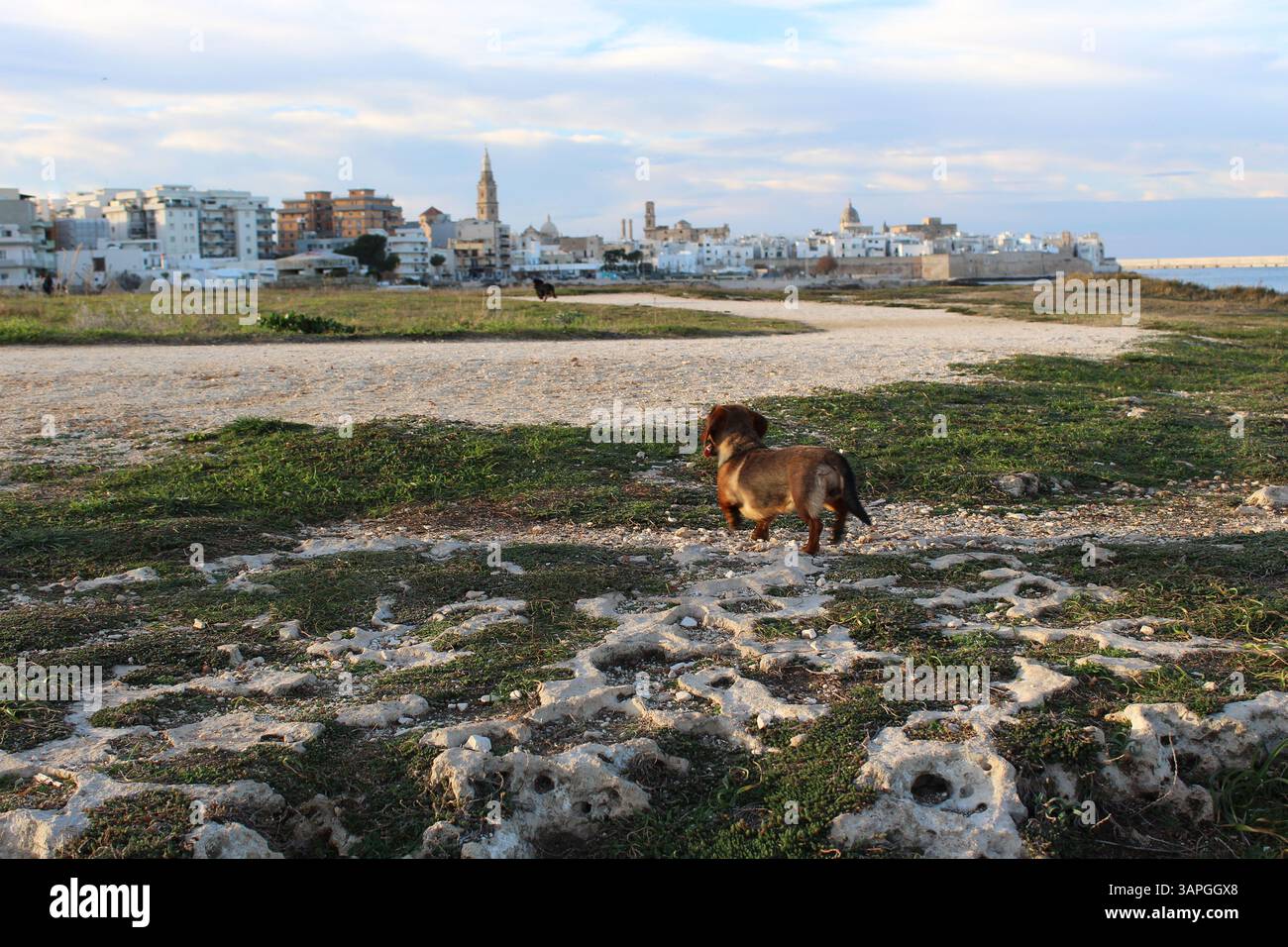 Un cane che cammina su una strada che porta in lontananza verso lo skyline della città, catturando l'essenza dell'esplorazione urbana e dell'avventura Foto Stock