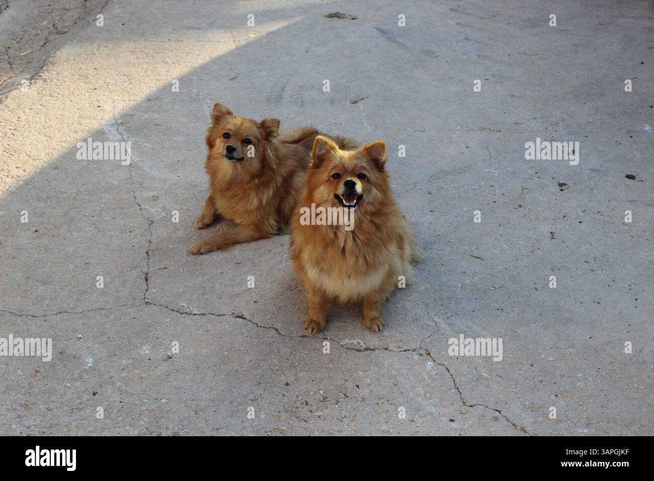 Due piccoli cani soffici osservano con calma la telecamera, stando vicini in un ambiente naturale, le loro espressioni curiose e attente. Foto Stock
