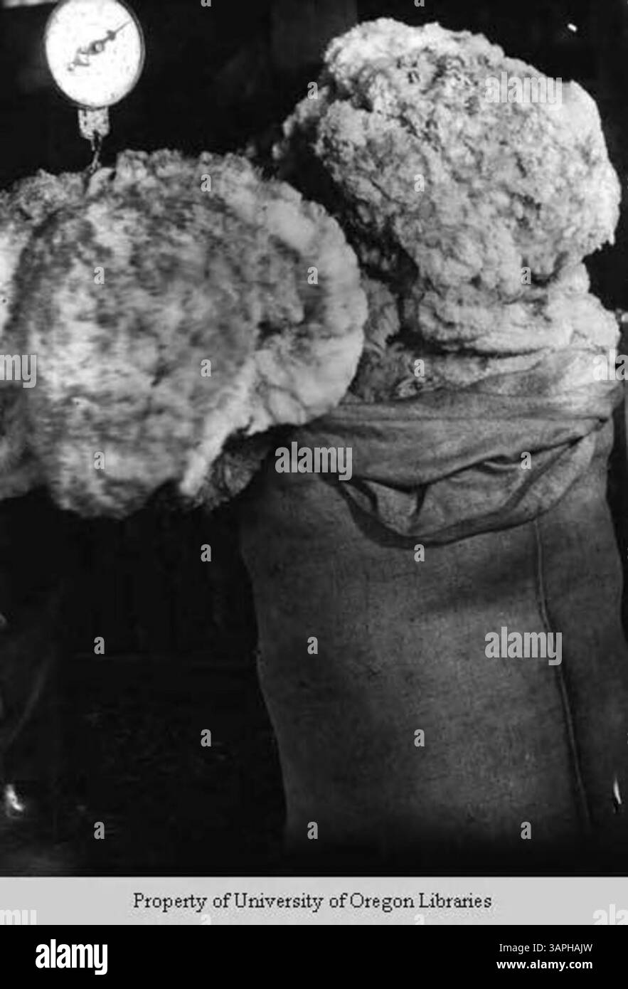 Questa immagine mostra la lana pesata al Berea College, catturando un aspetto del lavoro del college nelle industrie tessili. Foto Stock