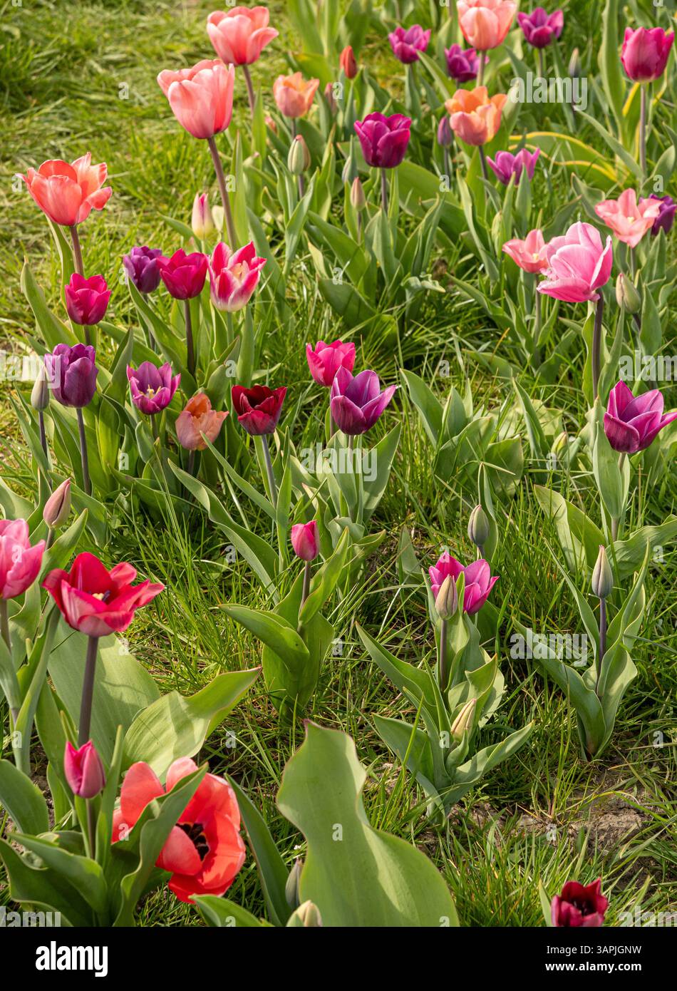Bordo floreale di tulipani rosa, viola e rossi che crescono in un prato in primavera. REGNO UNITO Foto Stock