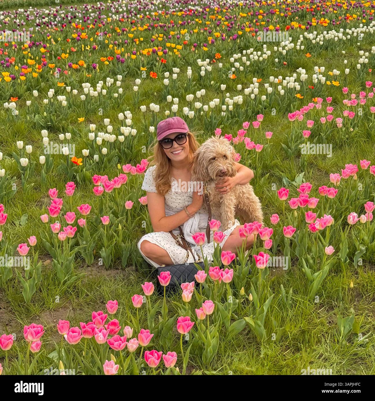 Giovane donna sorridente alla macchina fotografica, indossa un abito estivo, tiene in mano un cane cockapoo in un campo di tulipani, West Yorkshire, Regno Unito Foto Stock