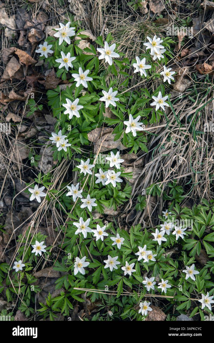 Anemoni su un pendio della foresta Foto Stock