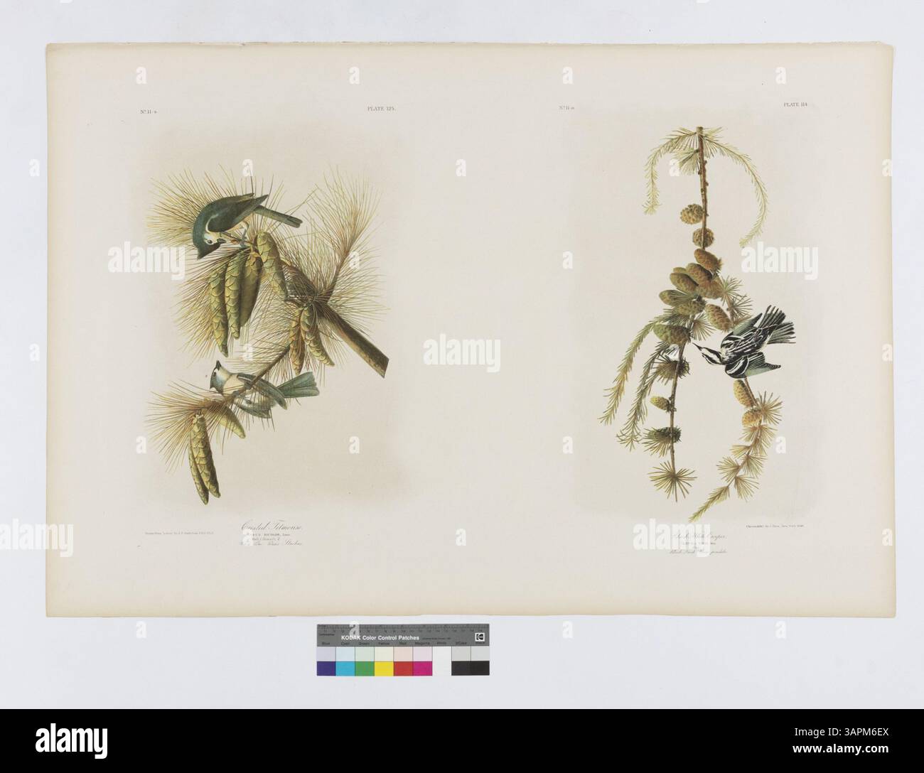 Illustrazione del Tittopo Crested (Parus bicolor) e del Creeper bianco e nero (Certhia varia), raffigurato accanto al Pino bianco (Pinus strobus) e al Larch Nero (Vinus pendula). Questo lavoro, parte della collezione della Missouri Historical Society, mette in evidenza le specie di uccelli americani nella serie Birds of America. Foto Stock