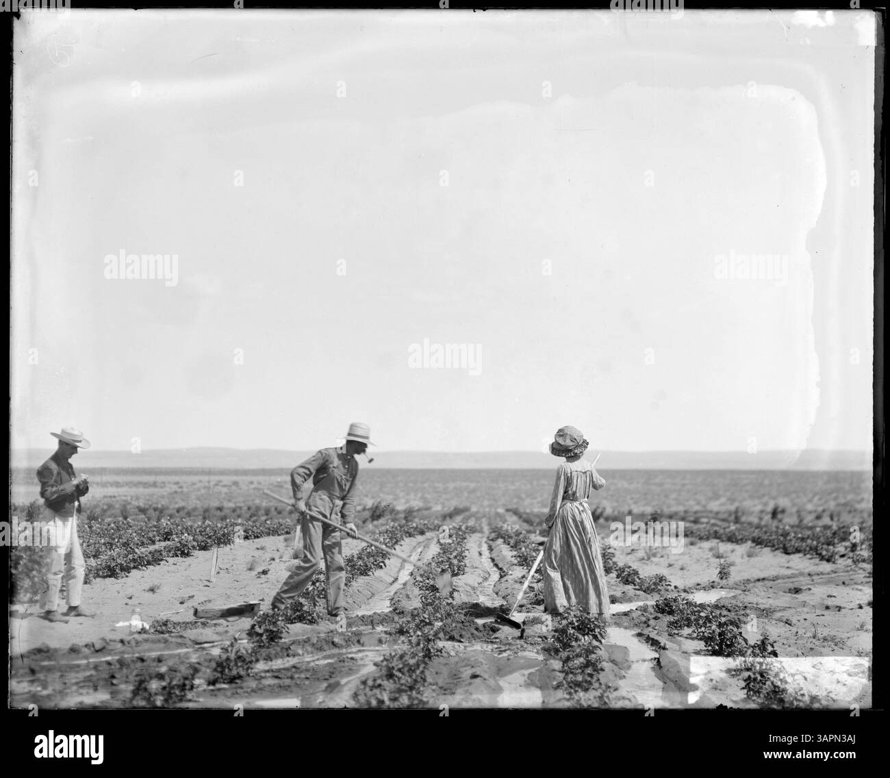 Una fotografia di Lee Moorhouse che mostra una donna e due uomini che gironzolano in un campo di patate irrigate a Irrigon, Oregon, della collezione University of Oregon Libraries. Foto Stock