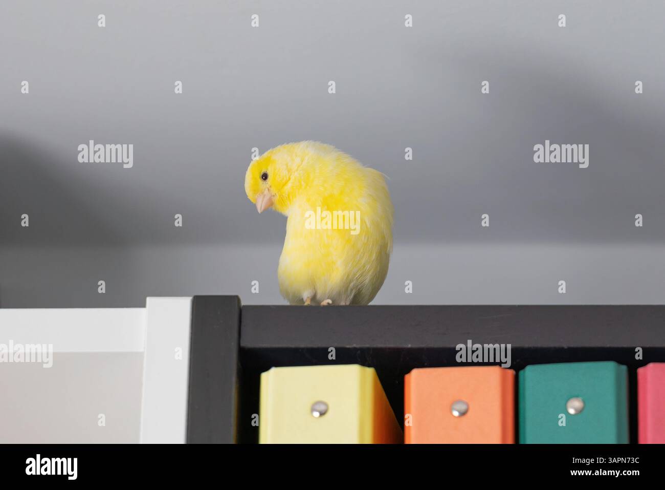 Un grazioso canarino giallo appollaiato sopra una libreria con cartelle colorate. Uccello domestico in un ambiente interno accogliente. Foto Stock