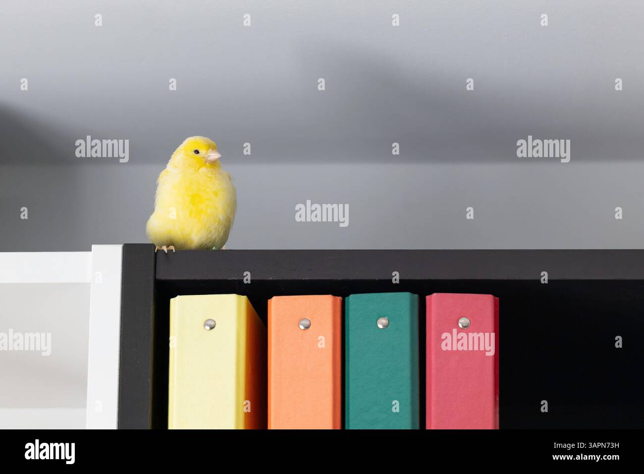 Un grazioso canarino giallo appollaiato sopra una libreria con cartelle colorate. Uccello domestico in un ambiente interno accogliente. Foto Stock