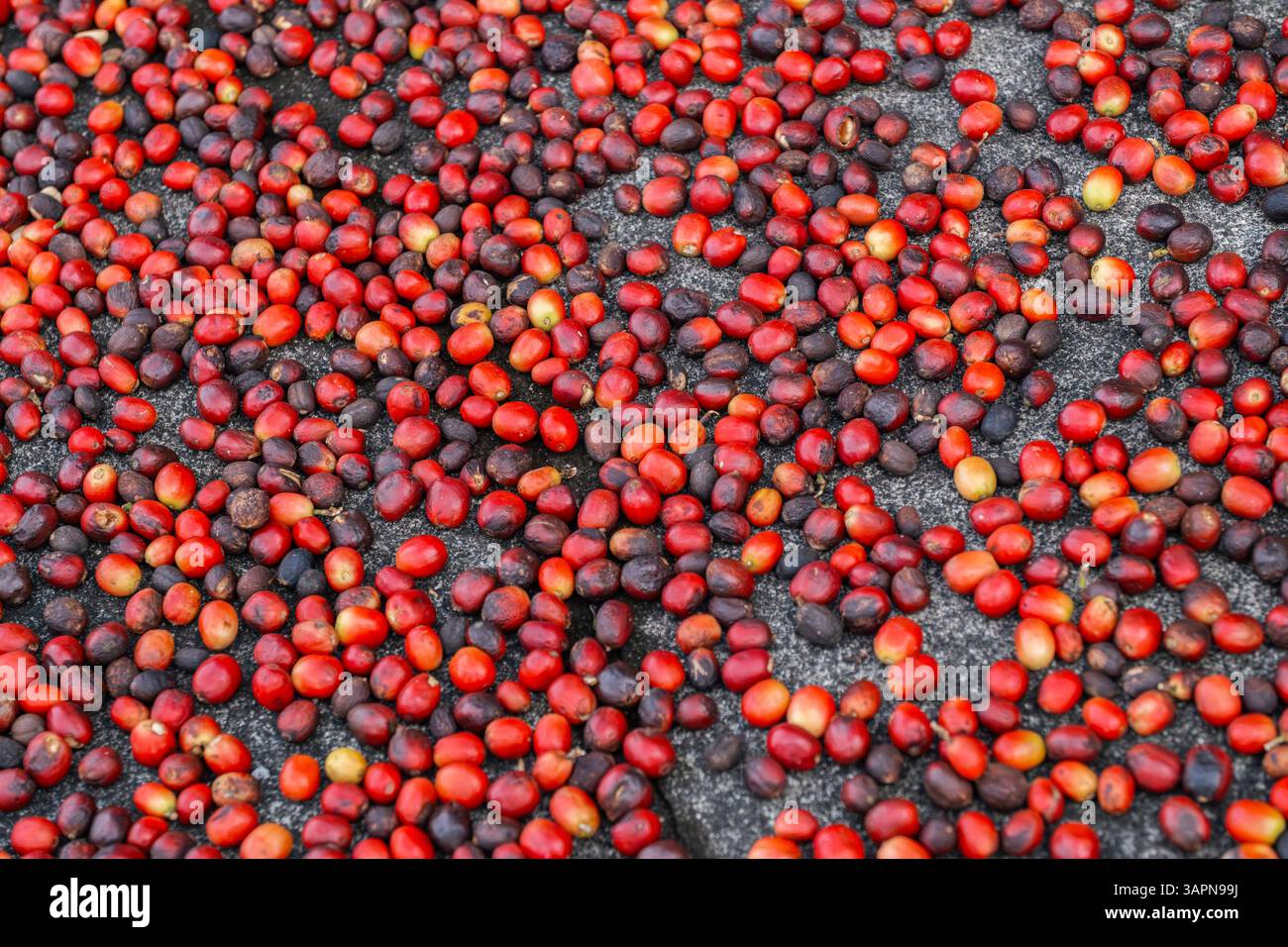Ciliegie rosse fresche essiccate a domenica. Lavorazione del caffè portoghese in azienda, preparazione del metodo naturale per la raccolta dei fagioli. Caffè speciale Produ Foto Stock