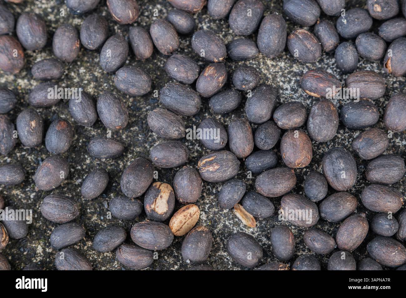 Primo piano di chicchi di caffè essiccati su una superficie rustica. Consistenza naturale dei chicchi di caffè non tostati che si asciugano all'aperto, ideale per l'agricoltura, l'industria alimentare e. Foto Stock