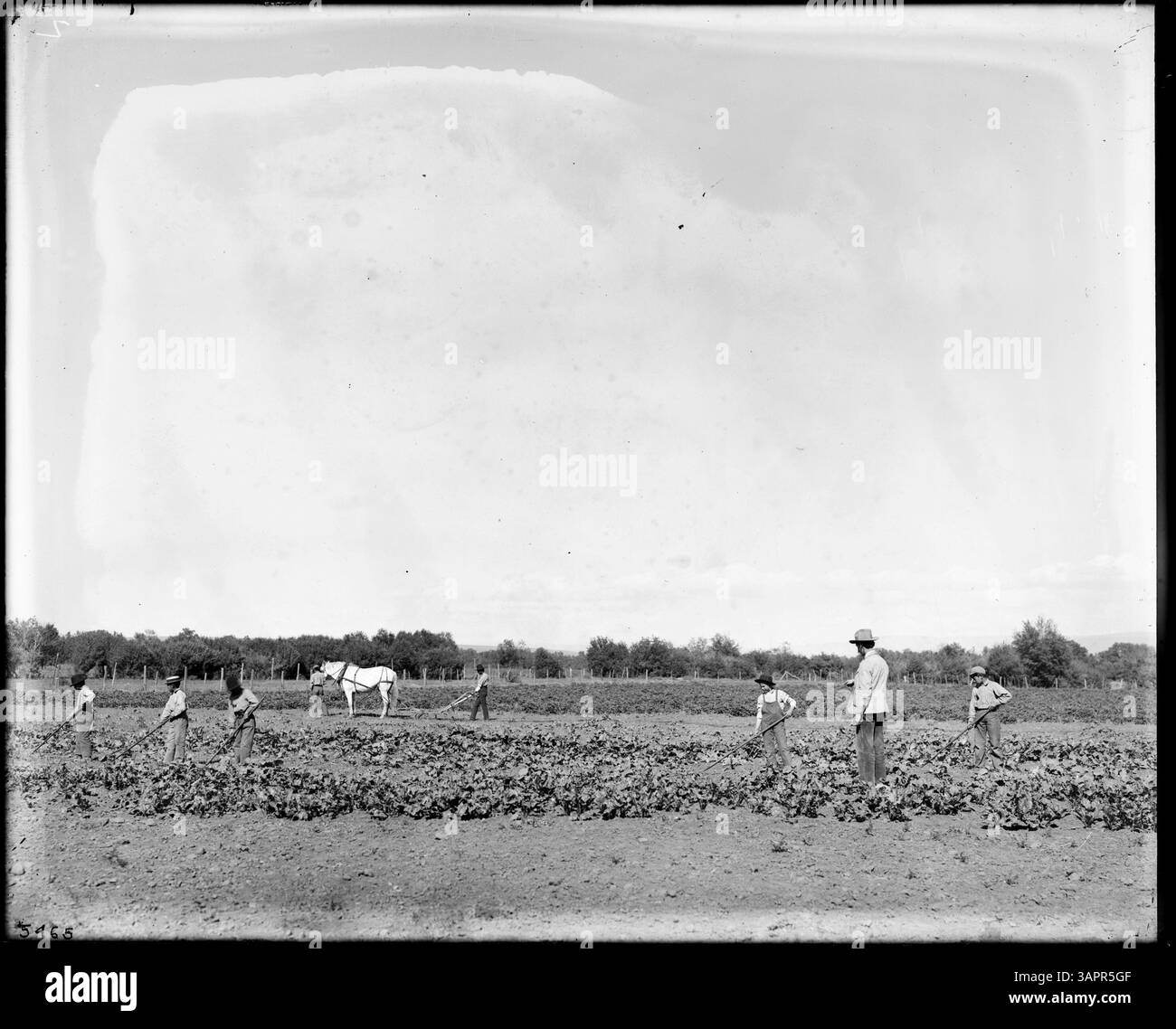 Questa fotografia mostra gli studenti della Umatilla Indian School che ricevono istruzione in agricoltura pratica, lavorano su edifici e campi agricoli, evidenziando il programma di educazione agricola della scuola all'inizio del XX secolo. Foto Stock
