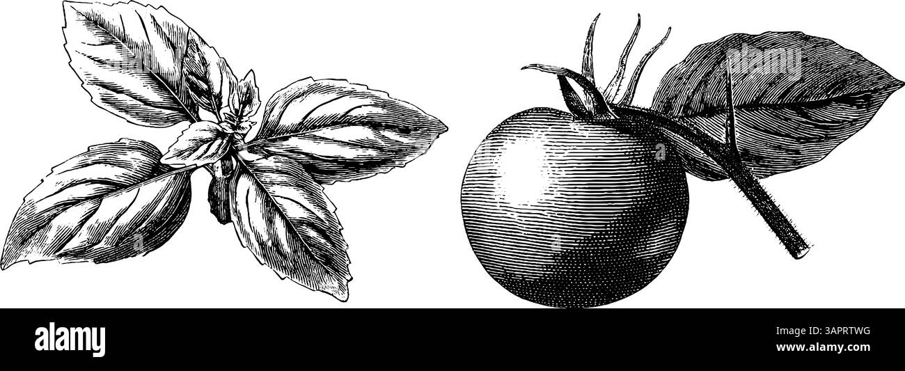 Illustrazione botanica incisa di foglie di basilico e pomodoro per la progettazione o la stampa. Illustrazione Vettoriale