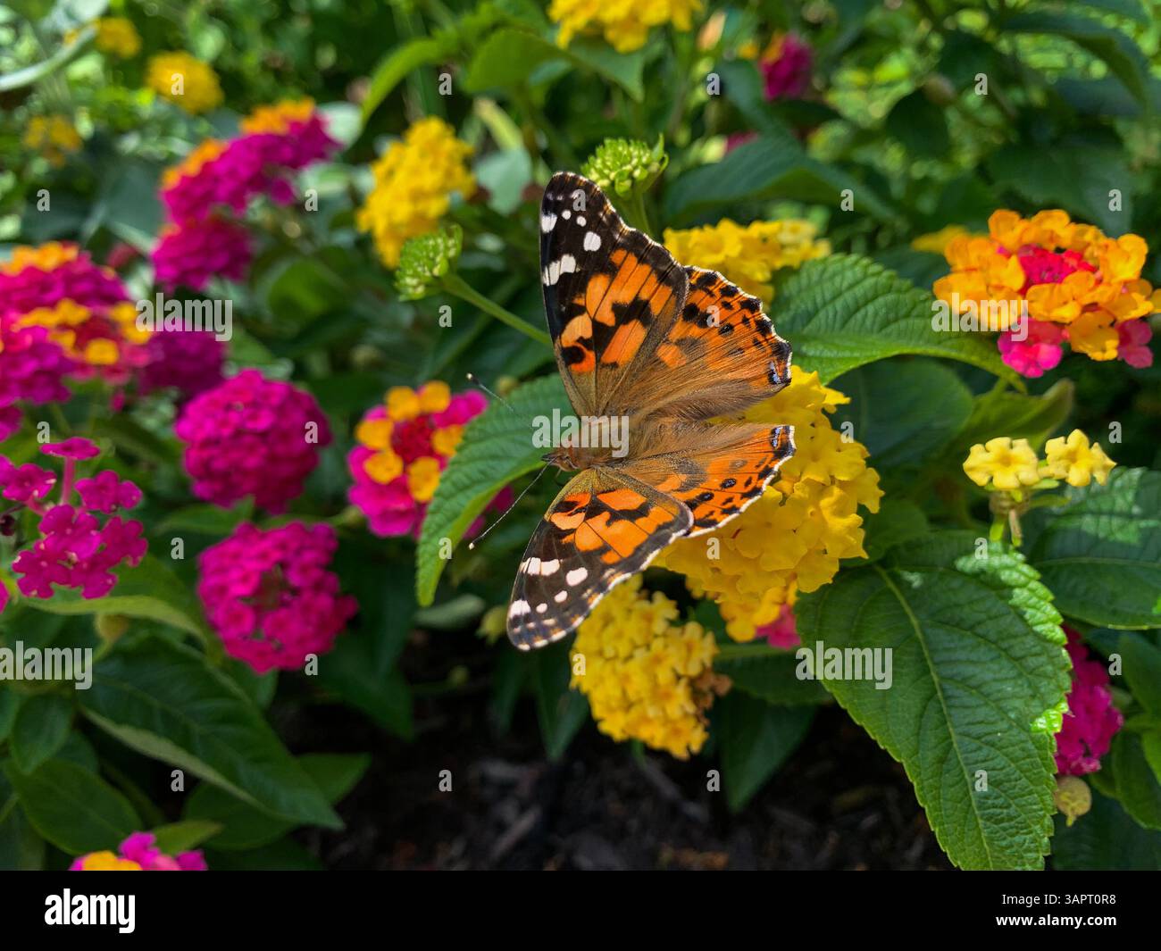 Lady Butterfly dipinta in un giardino di fiori Foto Stock
