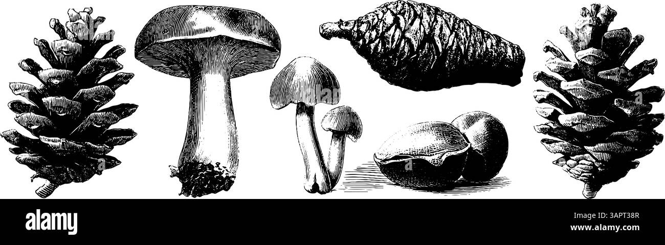 Scene d'avventura all'aperto incise con tenda paesaggistica di montagna e falò. Illustrazione Vettoriale