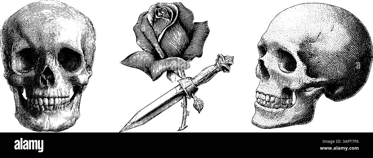 Incisione vintage di squalo e tavola da surf - avventura sull'oceano e concetto di vita marina. Illustrazione Vettoriale