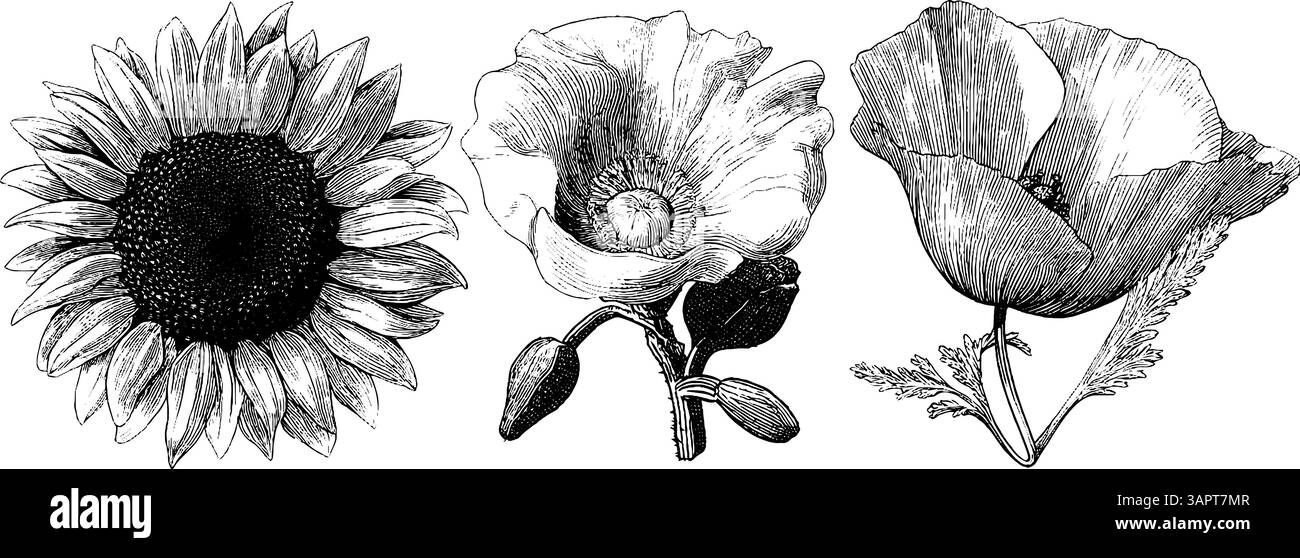 Illustrazione incisa del girasole e del vaso di miele per un design naturale del prodotto. Illustrazione Vettoriale