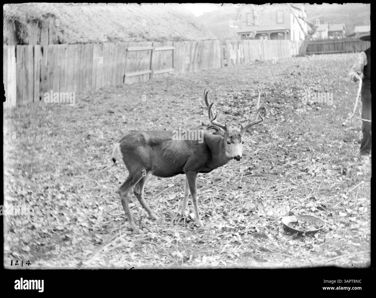 Questa fotografia, scattata da Lee Moorhouse, mostra un cervo da buck racchiuso in un'area recintata. L'immagine cattura il cervo nel suo stato naturale all'interno del recinto, riflettendo la fauna locale e la fauna della zona. Foto Stock