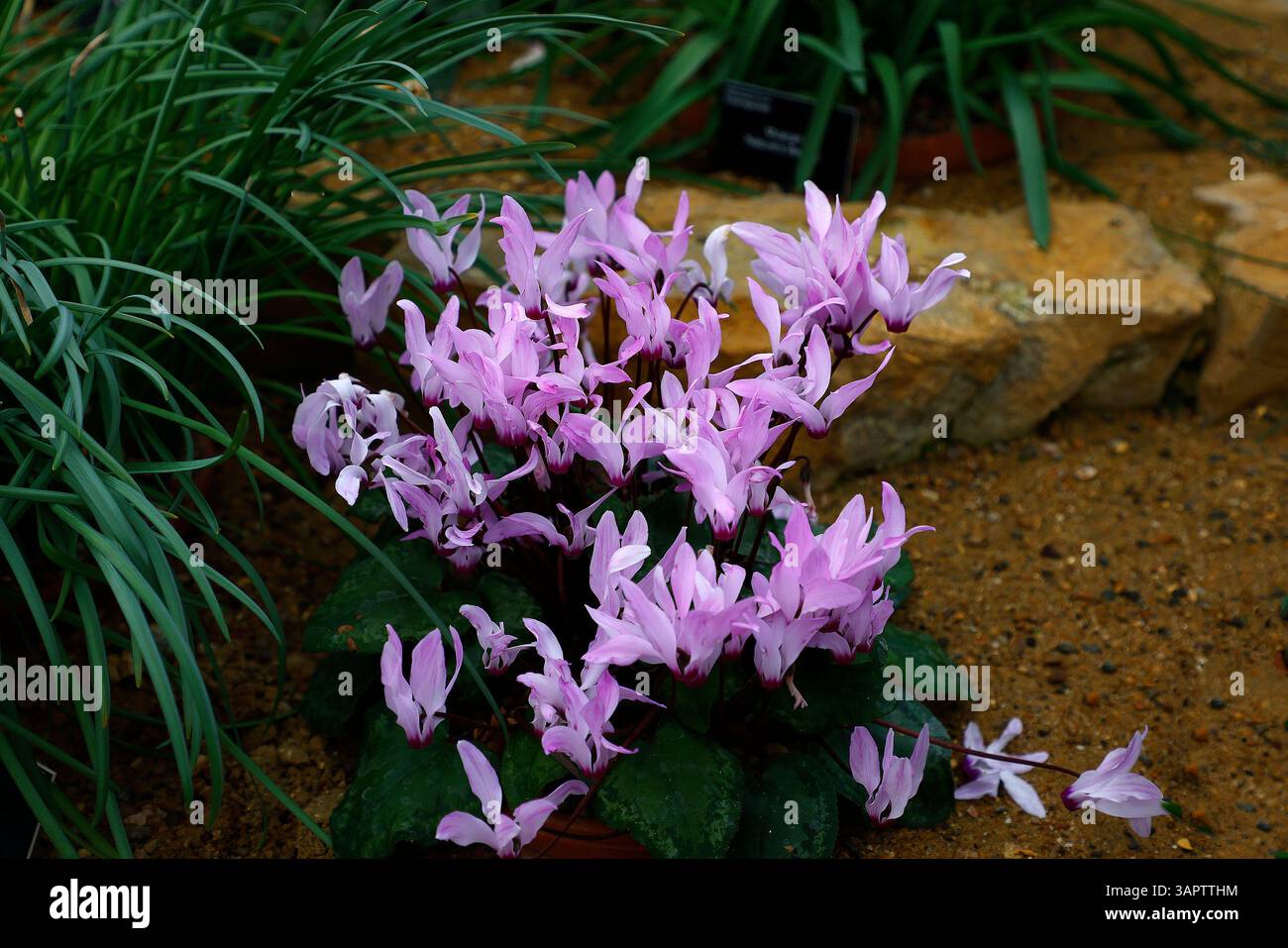 Primo piano dei fiori viola della pianta rocciosa Cyclamen persicum. Foto Stock