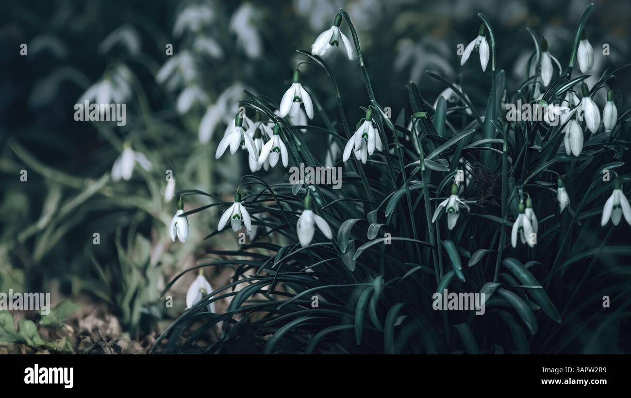 Primo piano di diverse nevicate (Galanthus ), angolo basso, 16:9 Foto Stock