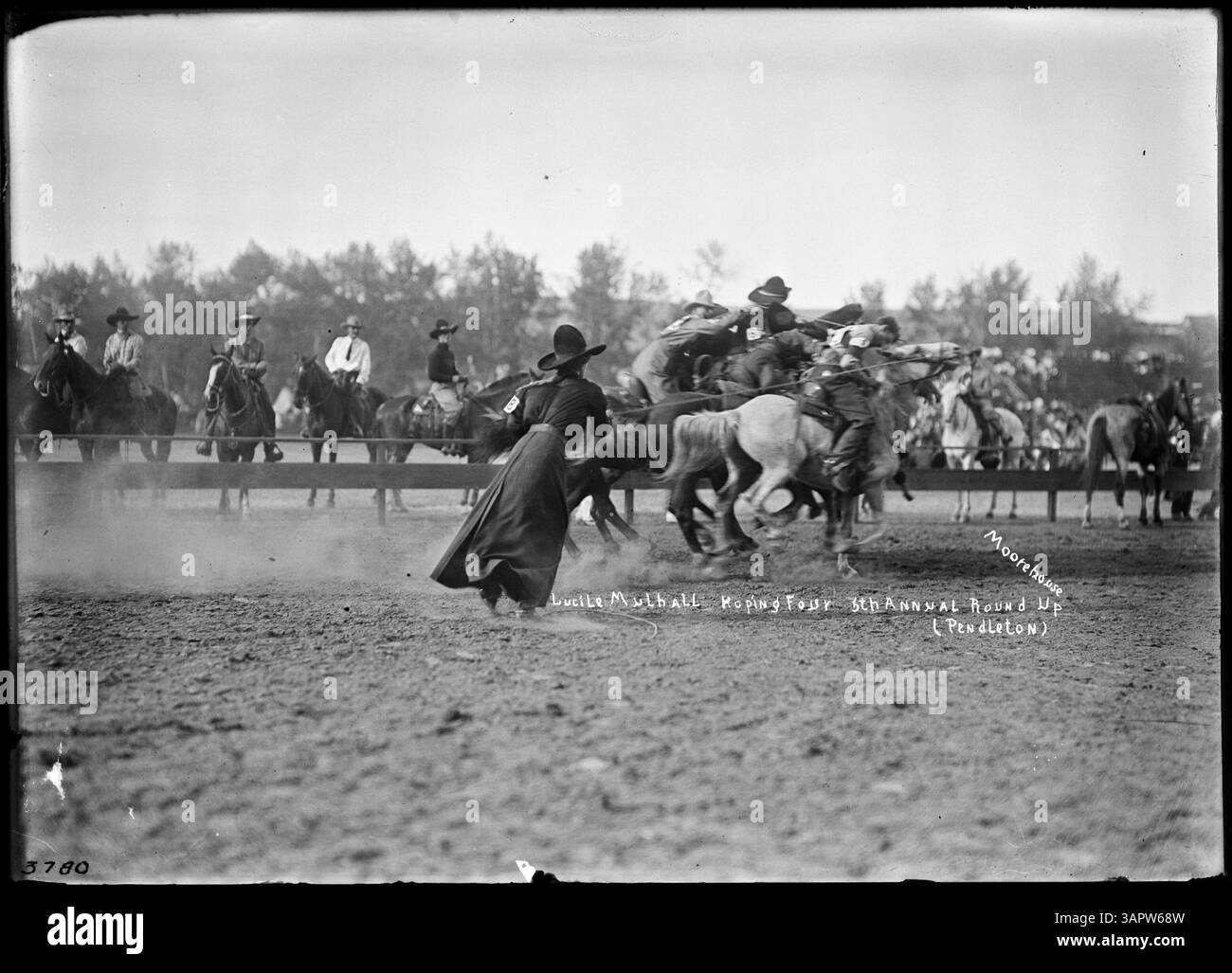 Fotografia di Lee Moorhouse che mostra una donna che canta un manzo. L'immagine cattura un momento di abilità da cowboy durante un rodeo o un'attività di ranch. Foto Stock