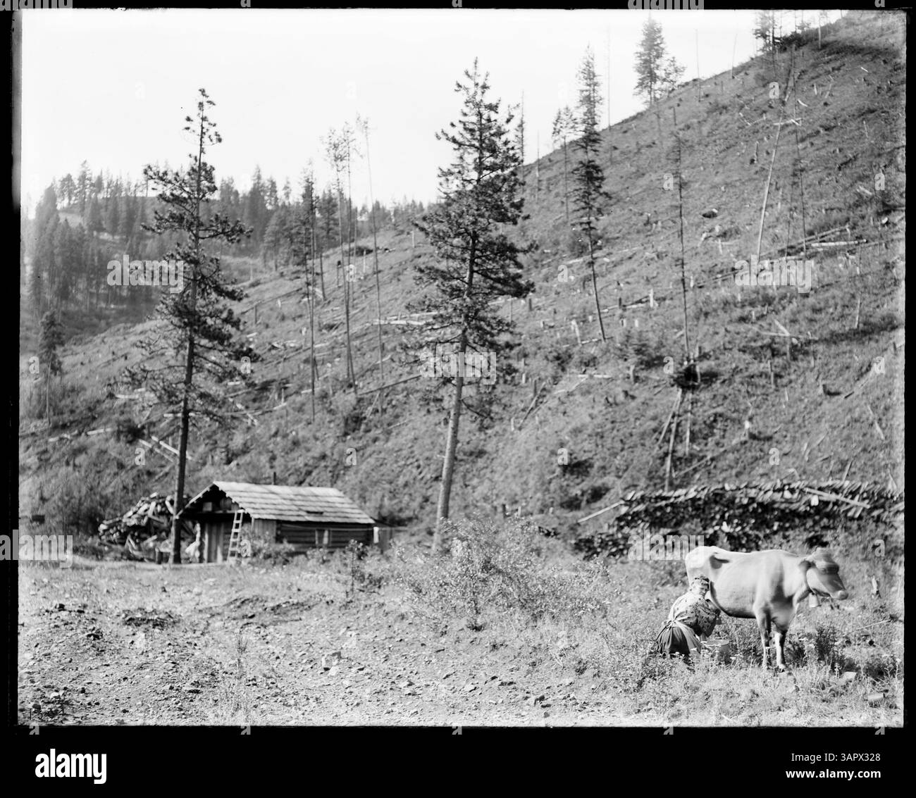 Fotografia in bianco e nero di Lee Moorhouse di una donna che munge una mucca fuori dalla cabina di un taglialegna. Foto Stock