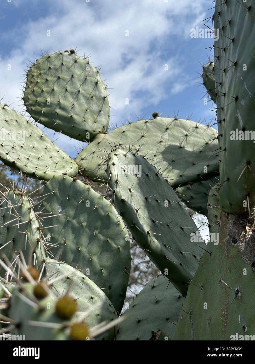Primo piano spiky di un cactus - Immagine stock catturata con smartphone